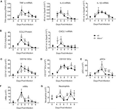 MAVS Deficiency Is Associated With a Reduced T Cell Response Upon Secondary RSV Infection in Mice